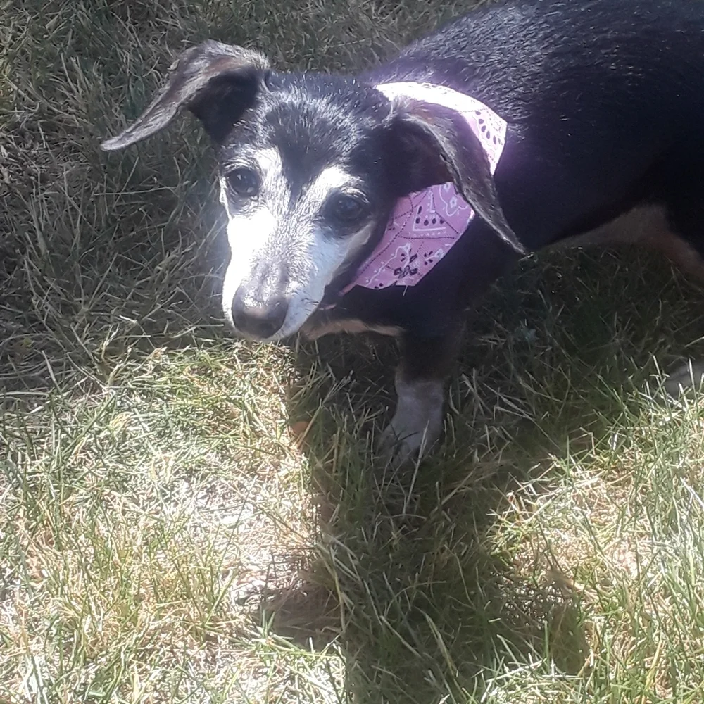 Bandana dog collar